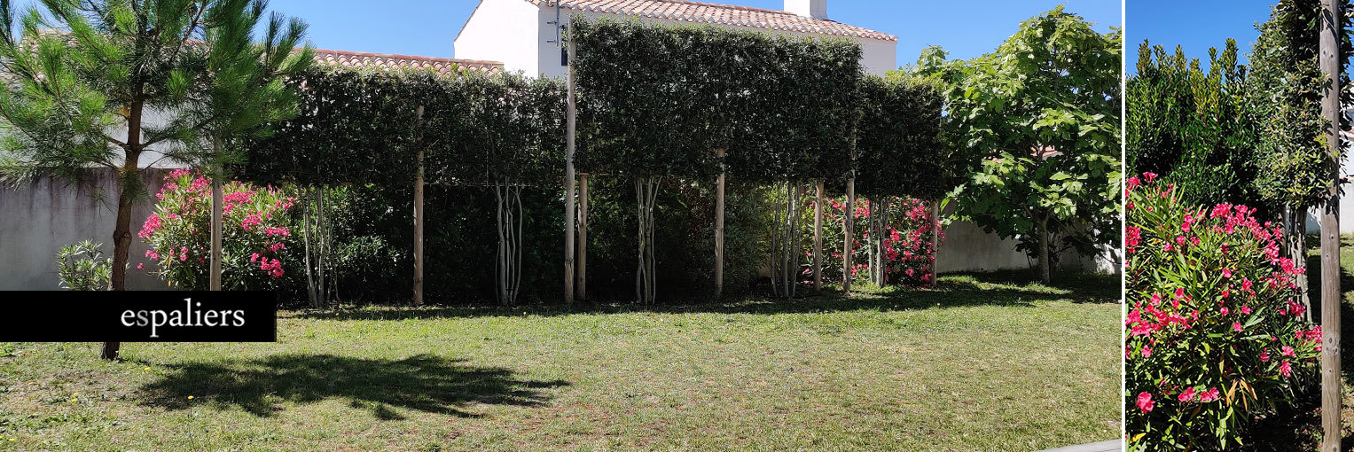 Esp Quercus Ilex Ile De Noirmoutier Vend E France Privacy